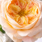 Bouquet Color Garden