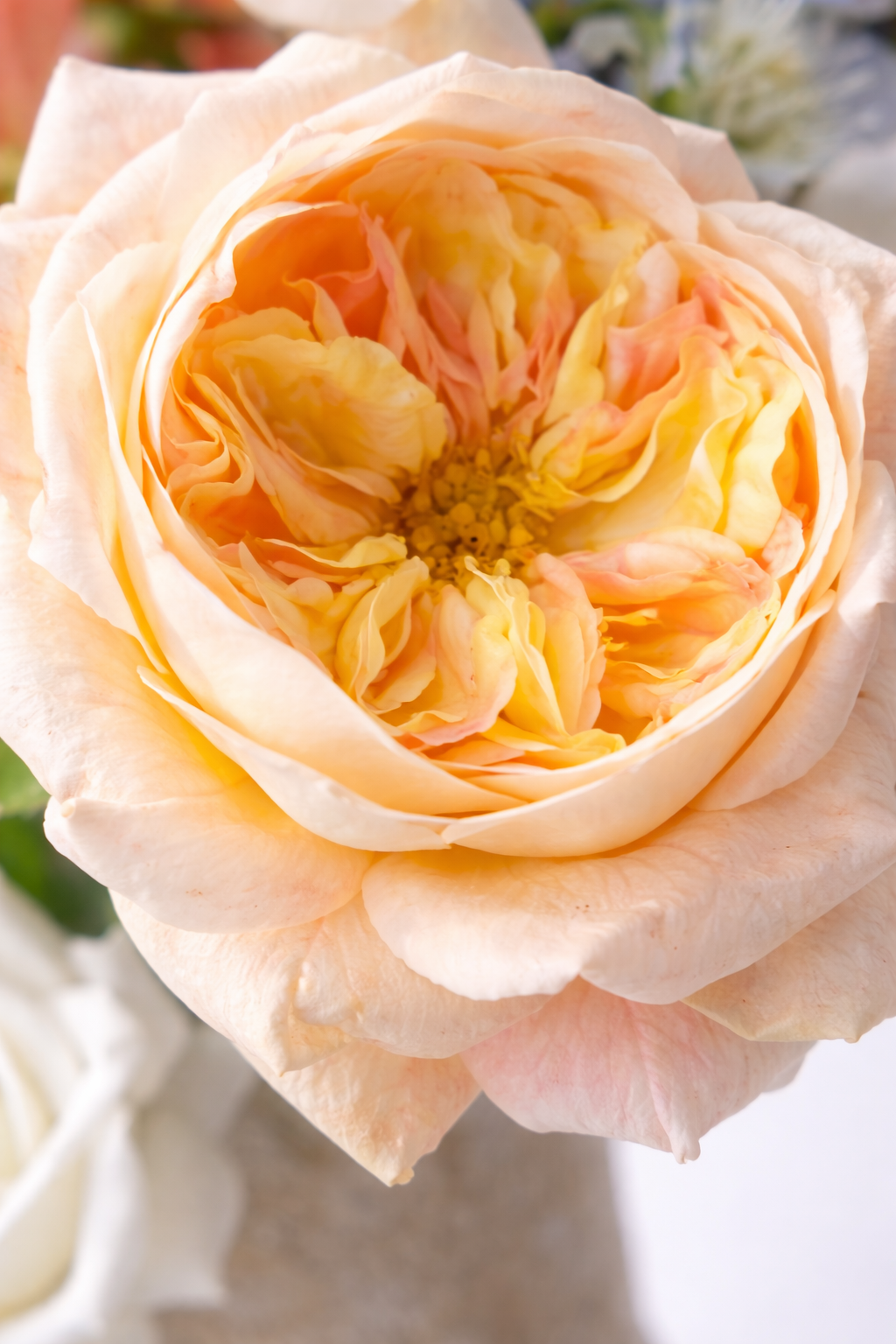 Bouquet Color Garden · Soft